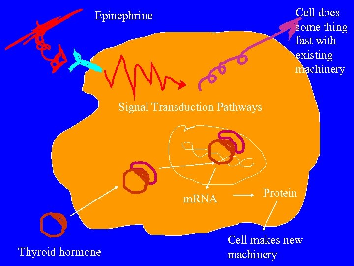 Cell does some thing fast with existing machinery Epinephrine Signal Transduction Pathways m. RNA