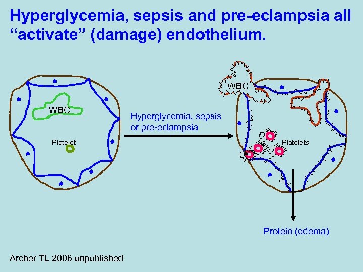 Hyperglycemia, sepsis and pre-eclampsia all “activate” (damage) endothelium. WBC Platelet Hyperglycemia, sepsis or pre-eclampsia