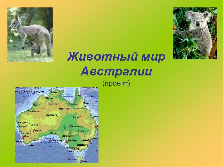 Животный мир Австралии (проект) 