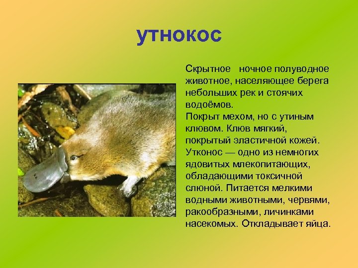утнокос Скрытное ночное полуводное животное, населяющее берега небольших рек и стоячих водоёмов. Покрыт мехом,