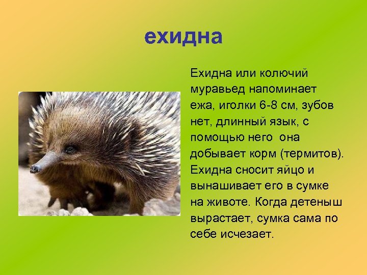 ехидна Ехидна или колючий муравьед напоминает ежа, иголки 6 -8 см, зубов нет, длинный