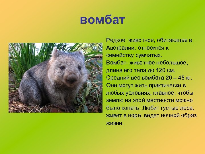 вомбат Редкое животное, обитающее в Австралии, относится к семейству сумчатых. Вомбат- животное небольшое, длина
