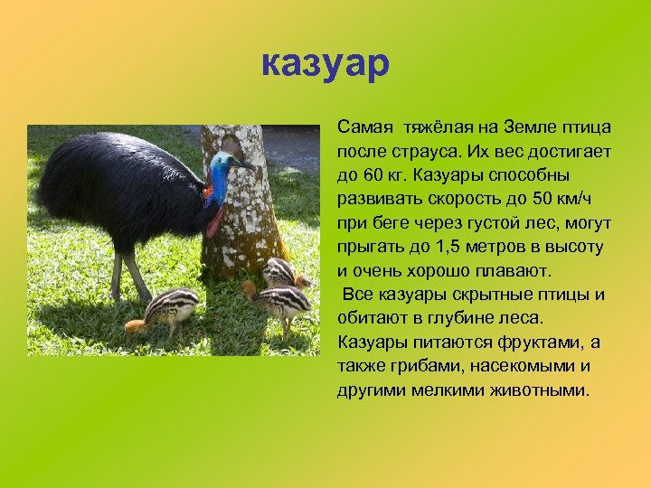 казуар Самая тяжёлая на Земле птица после страуса. Их вес достигает до 60 кг.