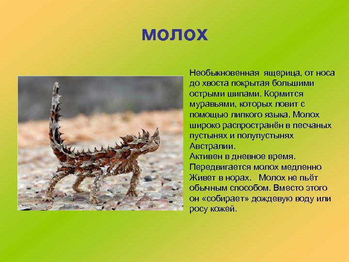 молох Необыкновенная ящерица, от носа до хвоста покрытая большими острыми шипами. Кормится муравьями, которых