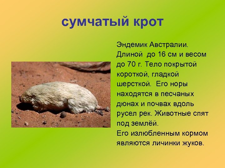 сумчатый крот Эндемик Австралии. Длиной до 16 см и весом до 70 г. Тело