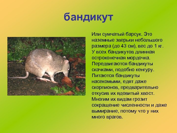 бандикут Или сумчатый барсук. Это наземные зверьки небольшого размера (до 43 см), вес до