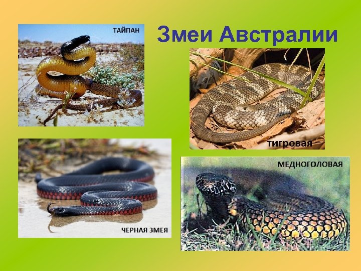  Змеи Австралии 