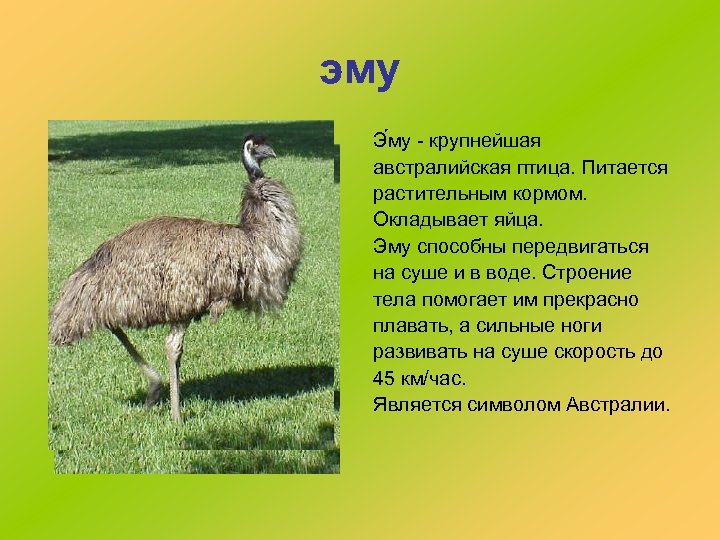 эму Э му - крупнейшая австралийская птица. Питается растительным кормом. Окладывает яйца. Эму способны