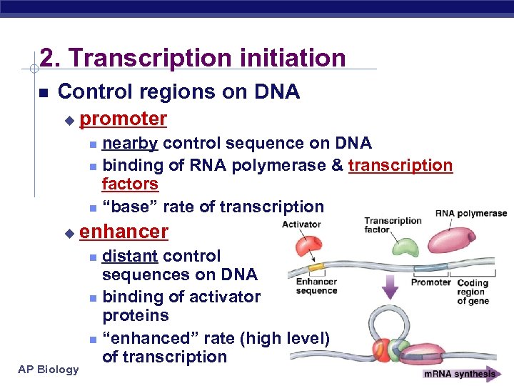 2. Transcription initiation Control regions on DNA u promoter nearby control sequence on DNA