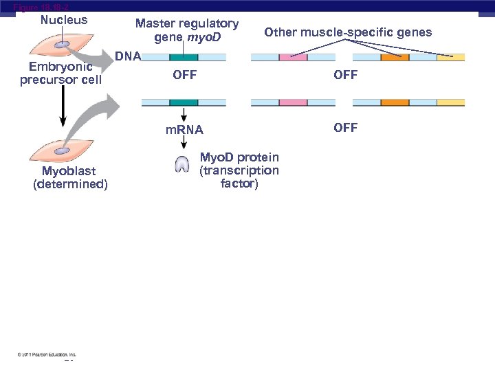 Figure 18. 18 -2 Nucleus Embryonic precursor cell Master regulatory gene myo. D Other