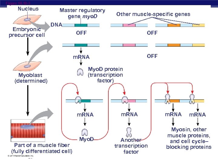 Figure 18. 18 -3 Nucleus Embryonic precursor cell Master regulatory gene myo. D Other
