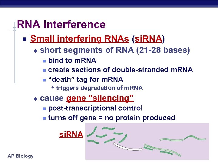 RNA interference Small interfering RNAs (si. RNA) u short segments of RNA (21 -28