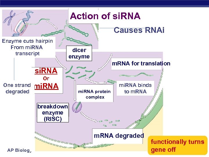 Action of si. RNA Causes RNAi Enzyme cuts hairpin From mi. RNA transcript dicer