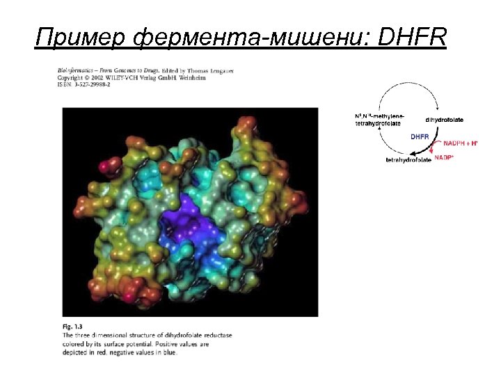 Пример фермента-мишени: DHFR 