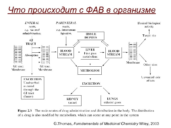 Что происходит с ФАВ в организме G. Thomas, Fumdamentals of Medicinal Chemistry Wiley, 2003