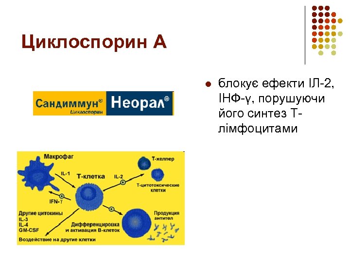Циклоспорин А l блокує ефекти ІЛ-2, ІНФ-γ, порушуючи його синтез Тлімфоцитами 