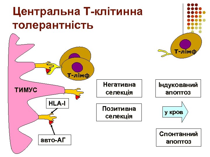 Центральна Т-клітинна толерантність Т-лімф Негативна селекція ТИМУС HLA-I авто-АГ Позитивна селекція Індукований апоптоз у