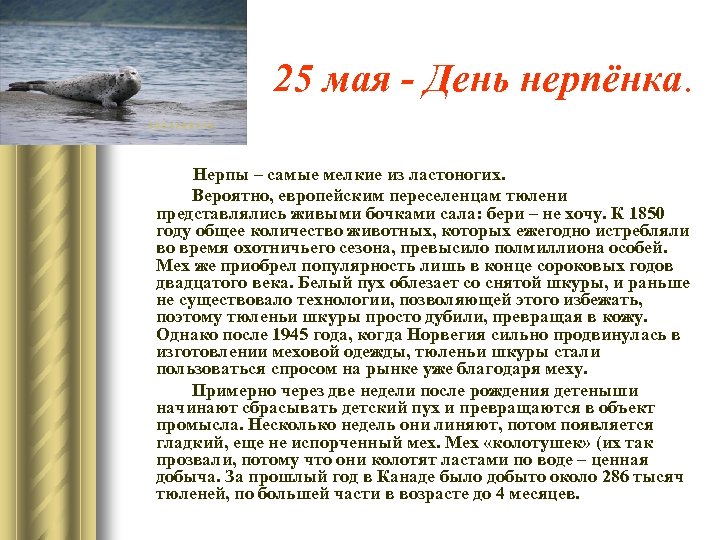 25 мая - День нерпёнка. Нерпы – самые мелкие из ластоногих. Вероятно, европейским переселенцам