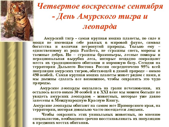 Четвертое воскресенье сентября - День Амурского тигра и леопарда Амурский тигр - самая крупная