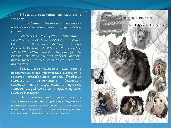 В России, к сожалению, ситуация очень сложная. Проблема бездомных животных практически не решается на