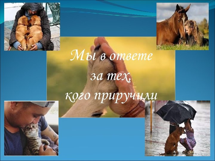 Мы в ответе за тех, кого приручили 