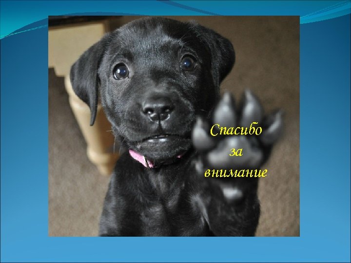 Спасибо за внимание 