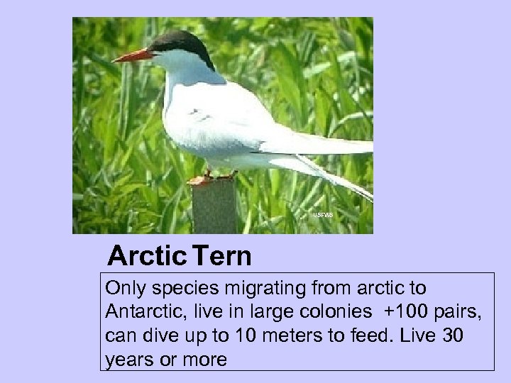 USFWS Arctic Tern Only species migrating from arctic to Antarctic, live in large colonies