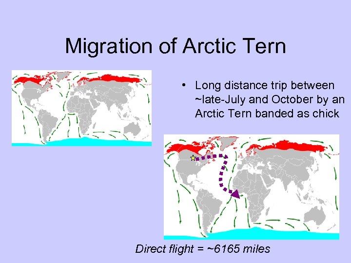 Migration of Arctic Tern • Long distance trip between ~late-July and October by an