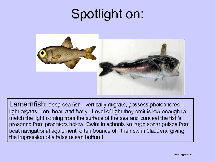 Spotlight on: Lanternfish: deep sea fish - vertically migrate, possess photophores – light organs