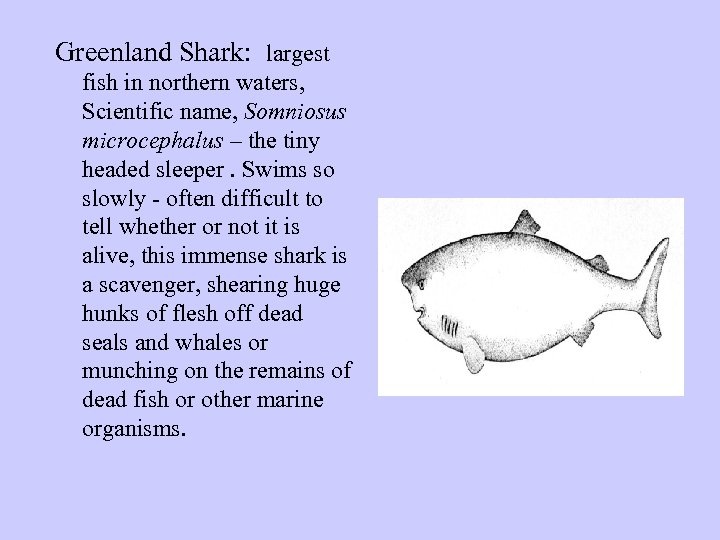 Greenland Shark: largest fish in northern waters, Scientific name, Somniosus microcephalus – the tiny