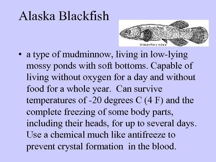 Alaska Blackfish • a type of mudminnow, living in low-lying mossy ponds with soft