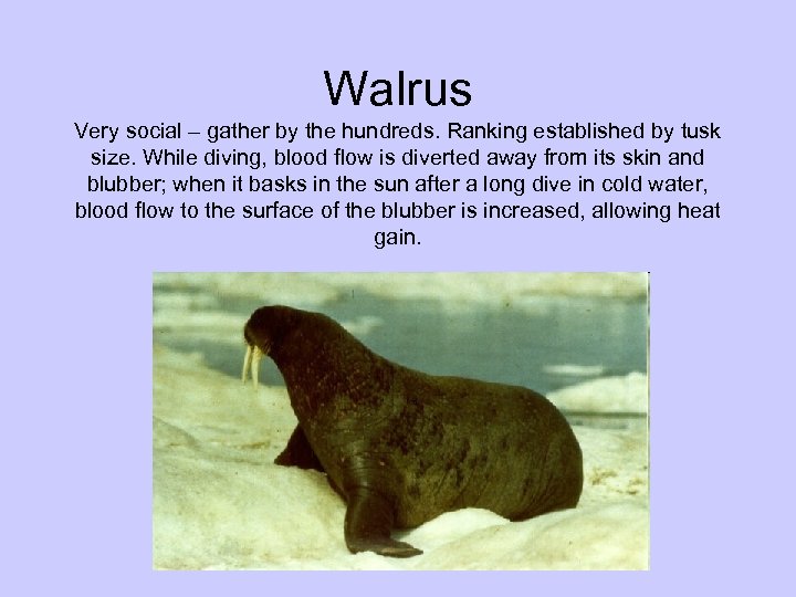 Walrus Very social – gather by the hundreds. Ranking established by tusk size. While