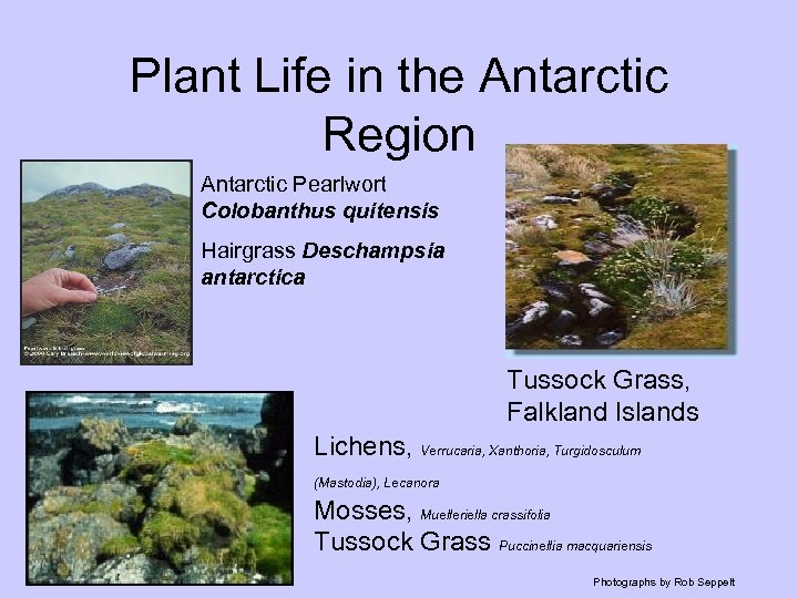 Plant Life in the Antarctic Region Antarctic Pearlwort Colobanthus quitensis Hairgrass Deschampsia antarctica Tussock