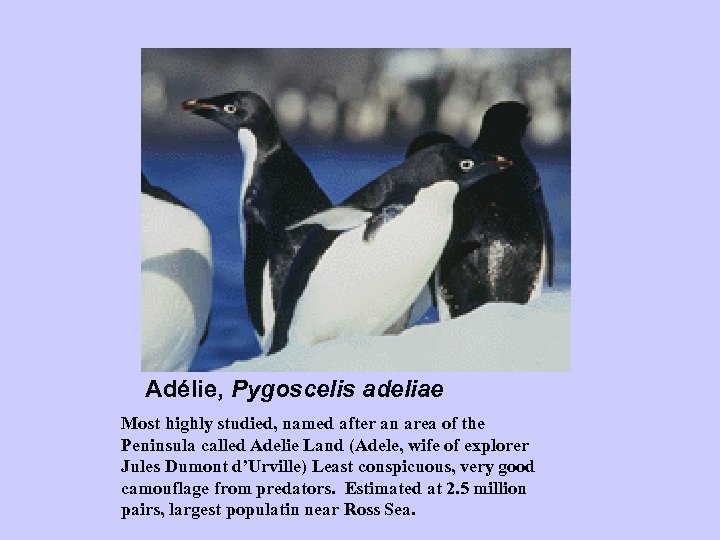 Adélie, Pygoscelis adeliae Most highly studied, named after an area of the Peninsula called