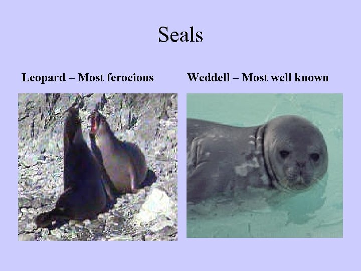 Seals Leopard – Most ferocious Weddell – Most well known 
