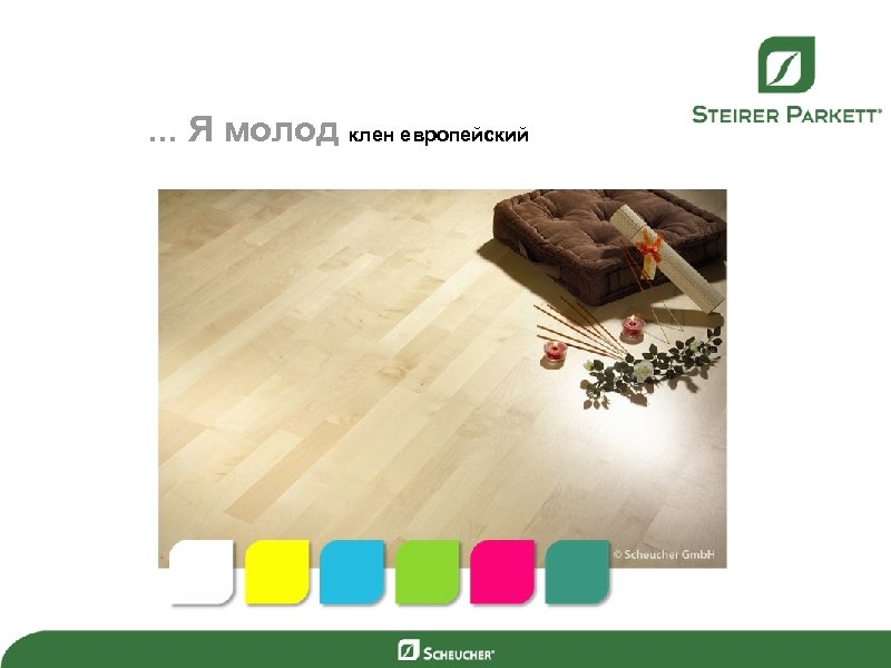 …. . . Я молод eur. европейский young Maple клен 