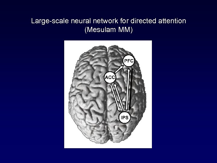 Large-scale neural network for directed attention (Mesulam MM) 