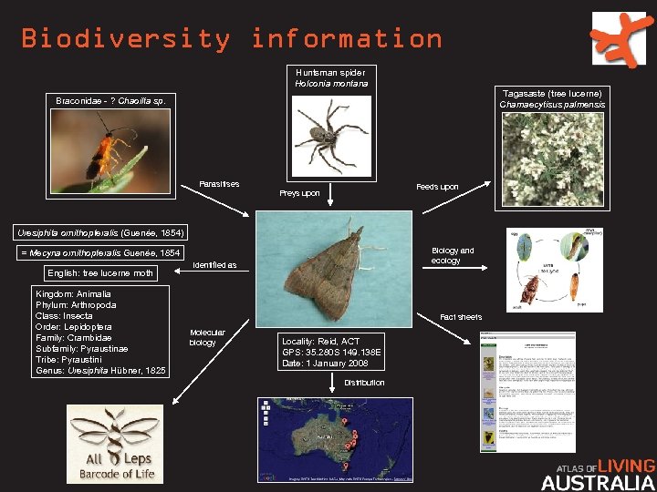 Biodiversity information Huntsman spider Holconia montana Tagasaste (tree lucerne) Chamaecytisus palmensis Braconidae - ?
