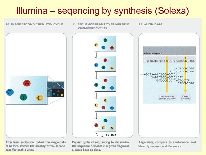 Illumina – seqencing by synthesis (Solexa) 