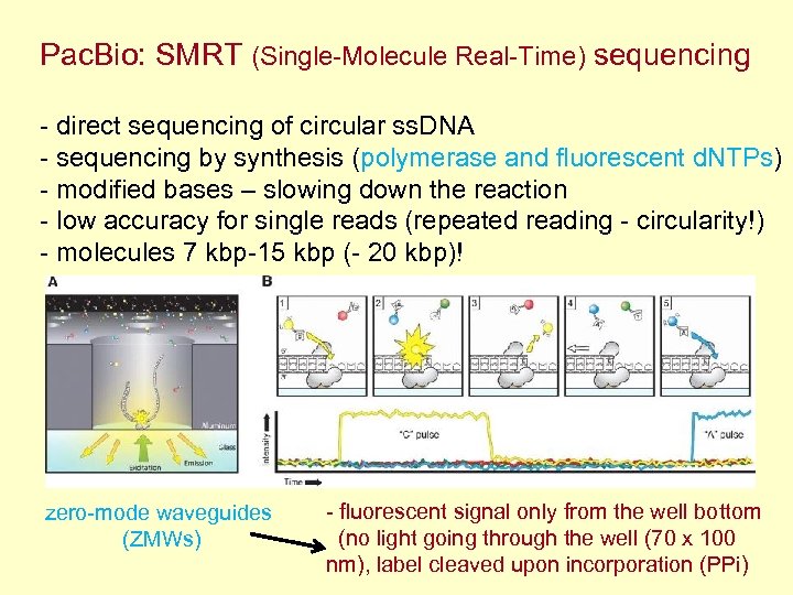 Pac. Bio: SMRT (Single-Molecule Real-Time) sequencing - direct sequencing of circular ss. DNA -