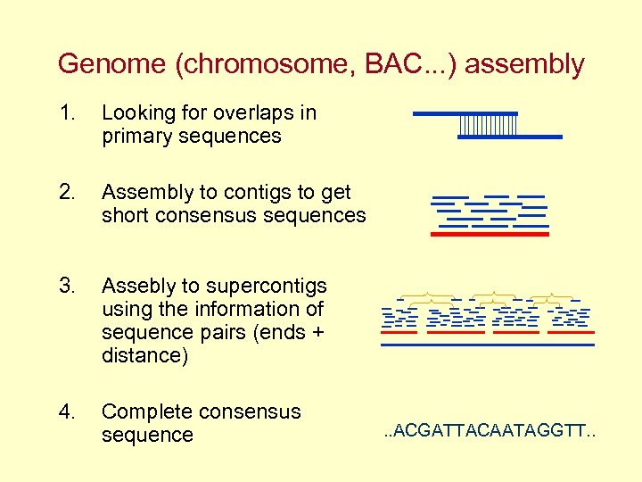 Genome (chromosome, BAC. . . ) assembly 1. Looking for overlaps in primary sequences