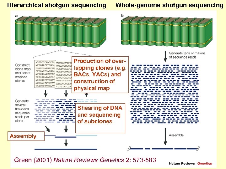 Hierarchical shotgun sequencing Whole-genome shotgun sequencing Production of overlapping clones (e. g. BACs, YACs)