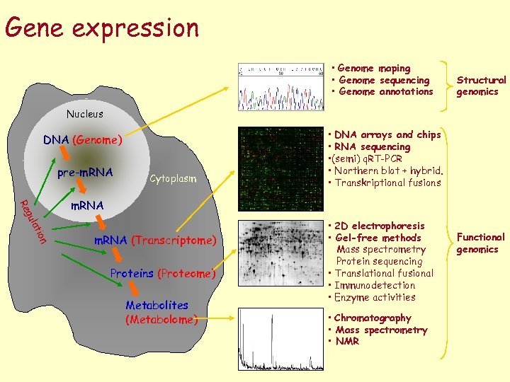Gene expression • Genome maping • Genome sequencing • Genome annotations Structural genomics Nucleus