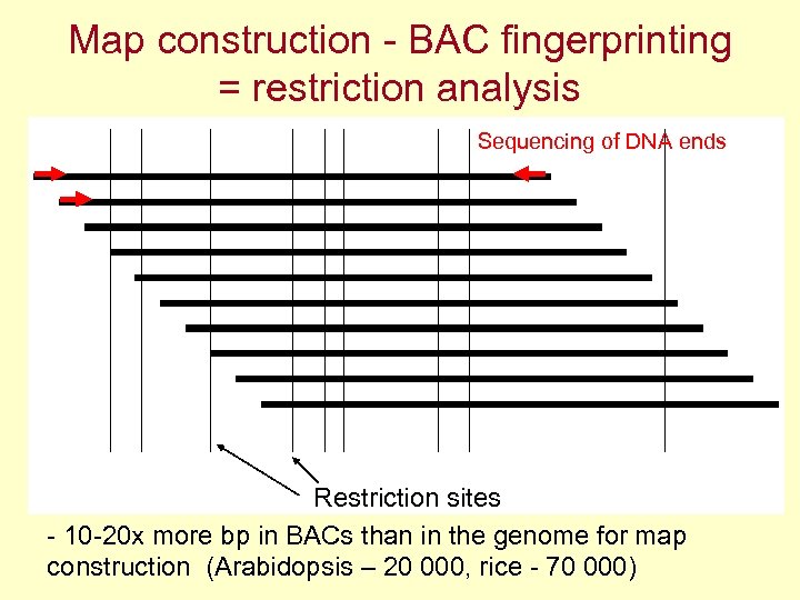 Map construction - BAC fingerprinting = restriction analysis Sequencing of DNA ends Restriction sites
