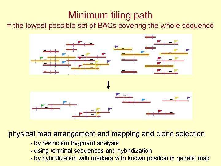 Minimum tiling path = the lowest possible set of BACs covering the whole sequence
