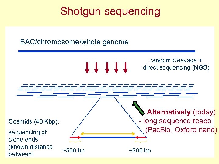 Shotgun sequencing BAC/chromosome/whole genome random cleavage + direct sequencing (NGS) Alternatively (today) - long