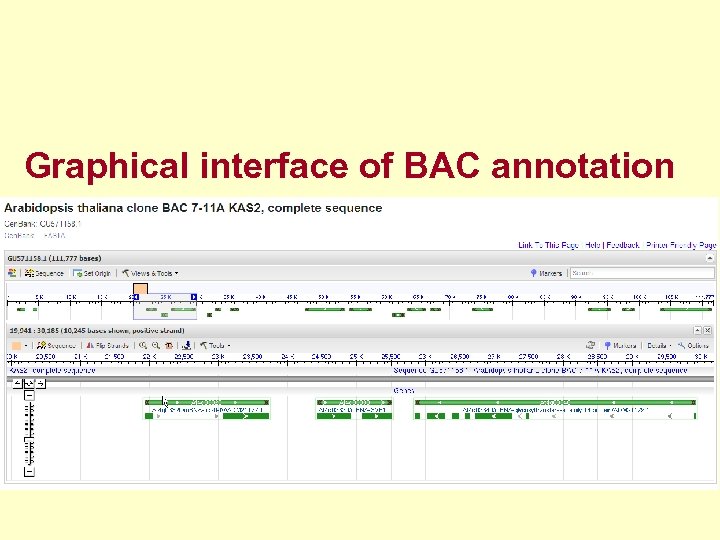Graphical interface of BAC annotation 