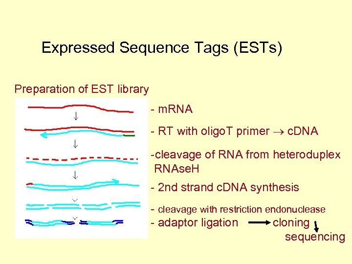 Expressed Sequence Tags (ESTs) Preparation of EST library - m. RNA - RT with