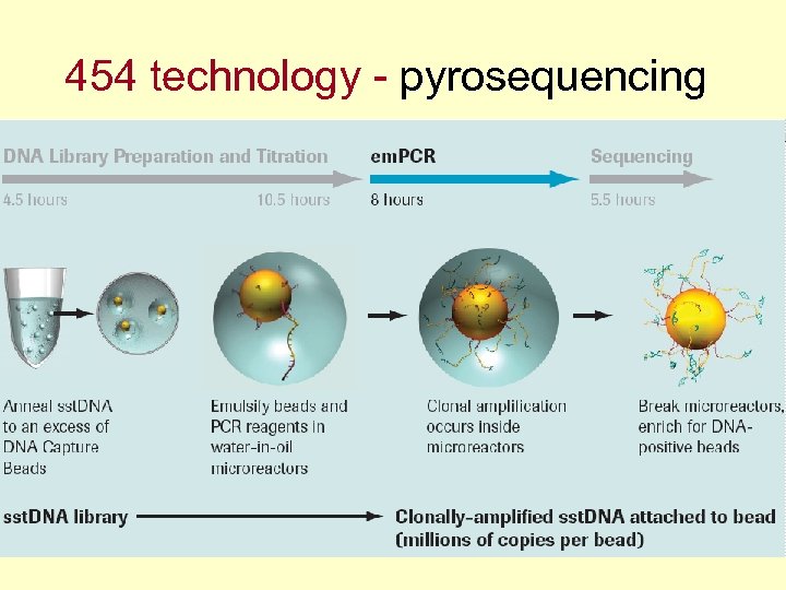 454 technology - pyrosequencing 
