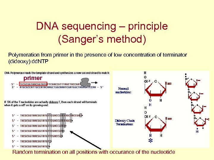 DNA sequencing – principle (Sanger’s method) Polymeration from primer in the presence of low